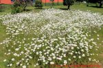 Eine naturnahe Blumenwiese anlegen - 